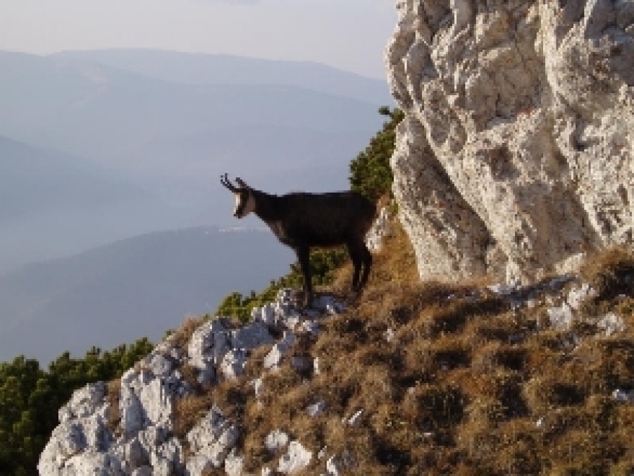 Capra Neagra (RUPICAPRA RUPICAPRA L.)